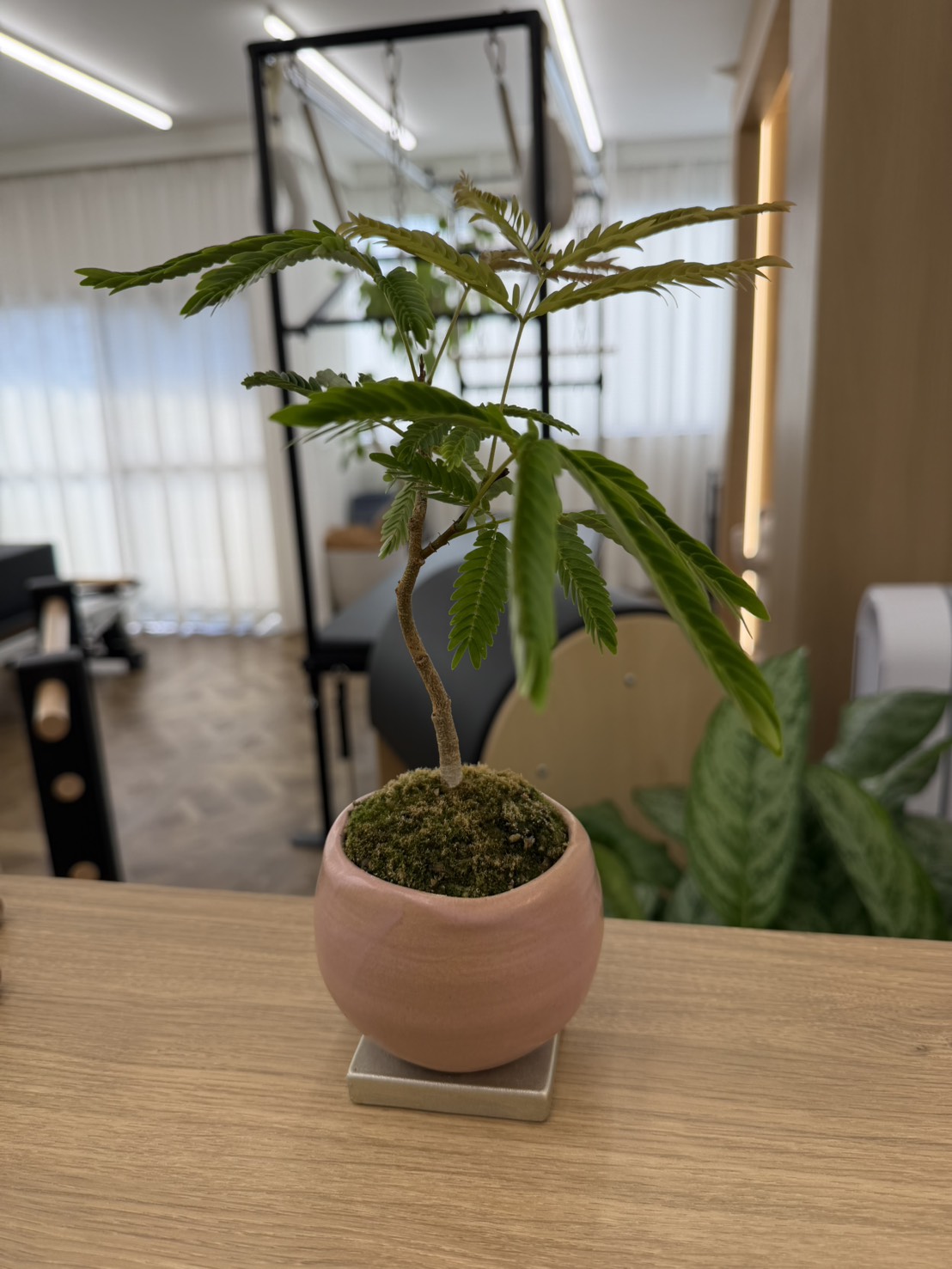 MOMOに、新しい仲間が増えました