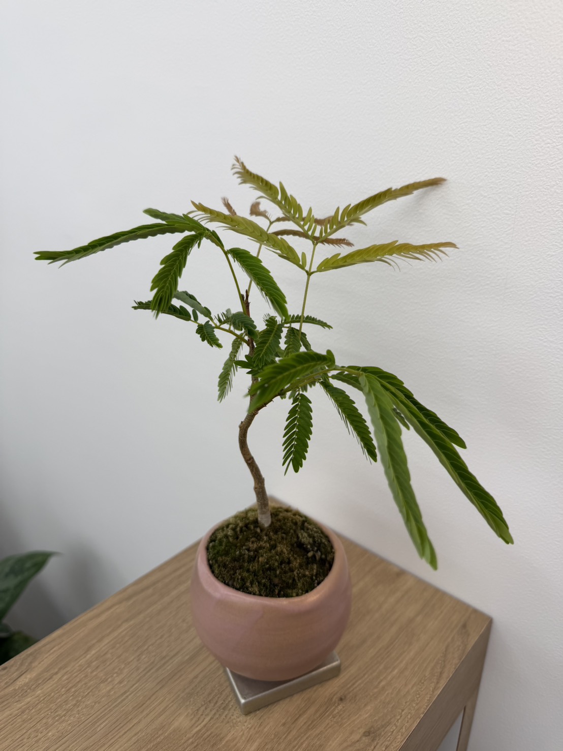 会員様からいただいたMOMOの観葉植物